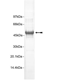 Eurofins DiscoverX SGK3 Protein, Active 10 &mu;g | Buy Online | Eurofins DiscoverX | Fisher Scientific